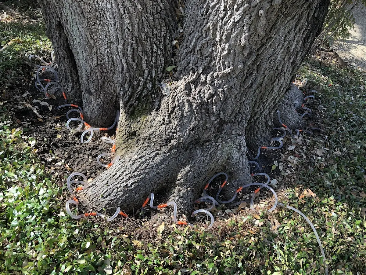 Detailed Tree Cabling and Bracing job site in Tickfaw
