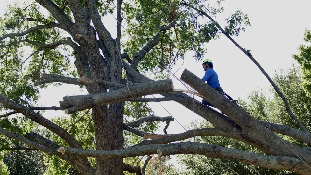 Professional Crown Thinning performed by certified arborists in Tickfaw